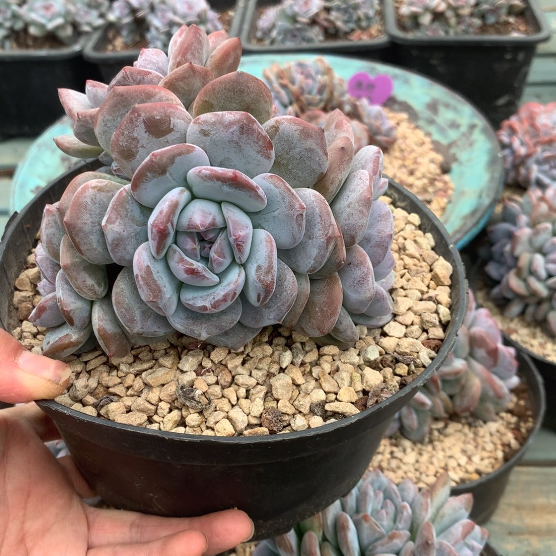 无花朵花花花花花花花花6