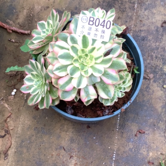 多肉植物荔枝040