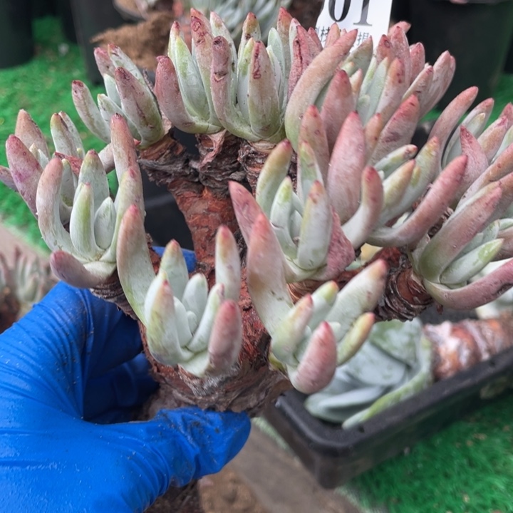 1号海瑟杂拇指多肉