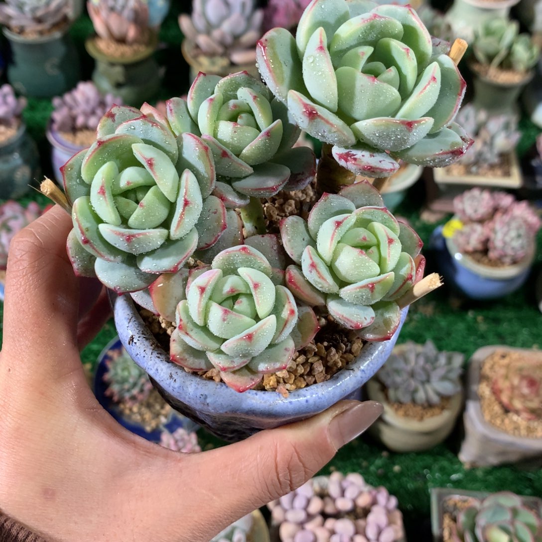 带盆   香草          