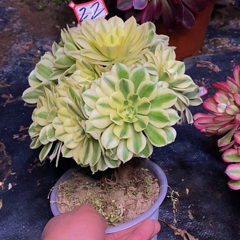 迈巴赫老桩捧花22