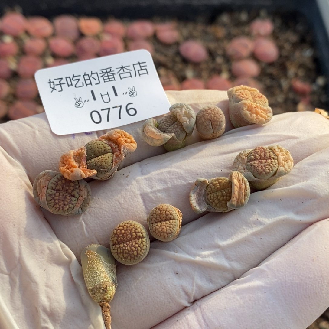 0776。零下拍保温。