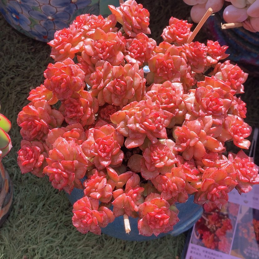 【闪购商品】彩虹啦牡丹