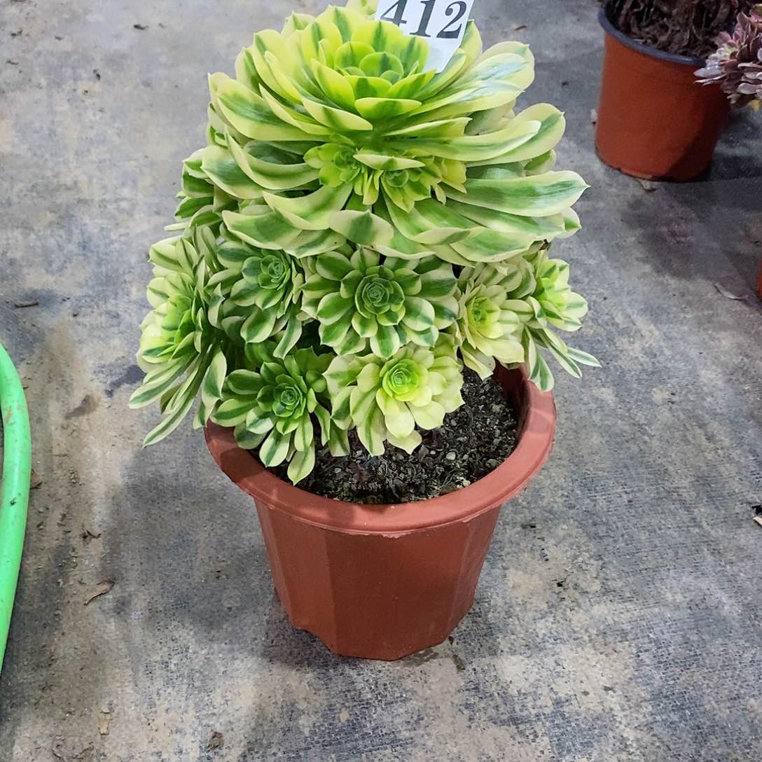 淡金丝翡翠412多肉法师