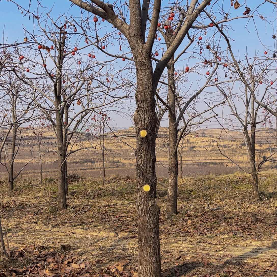 完全开放一物一拍