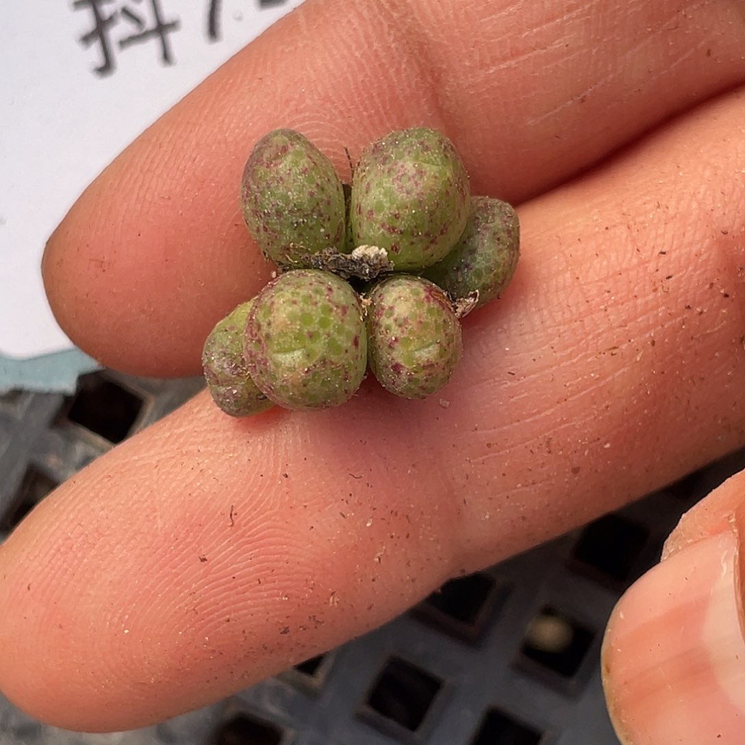 7-107斑马多肉植物