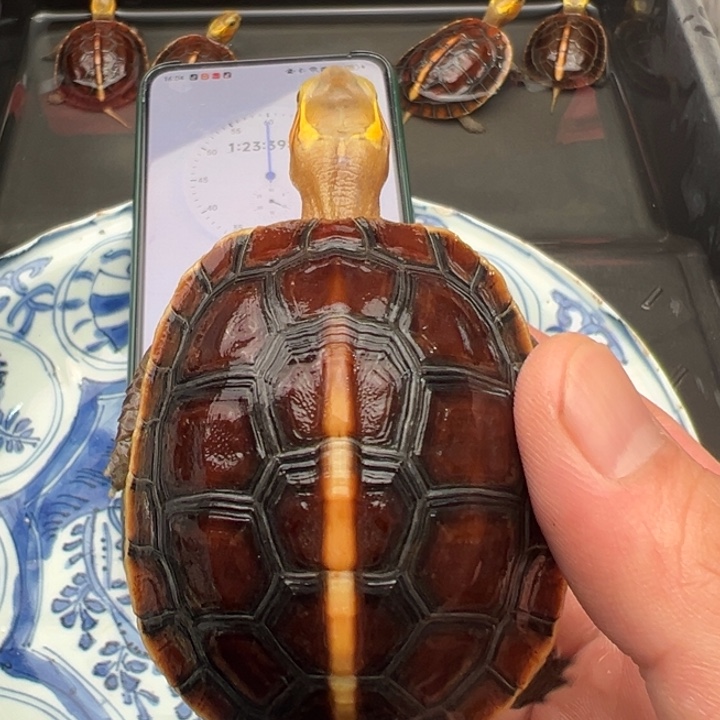 麋****绿毛龟母安官邮箱号是多少啊我