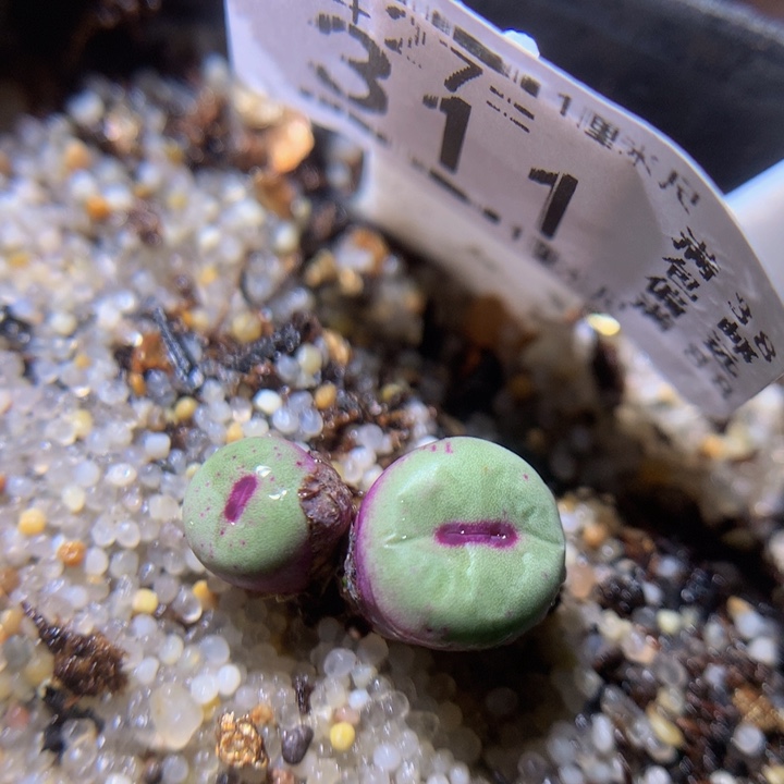 精品生石花27.311