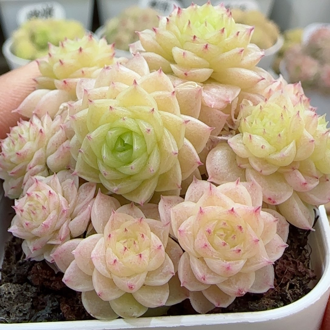 【闪购商品】0306-36（ht-75）