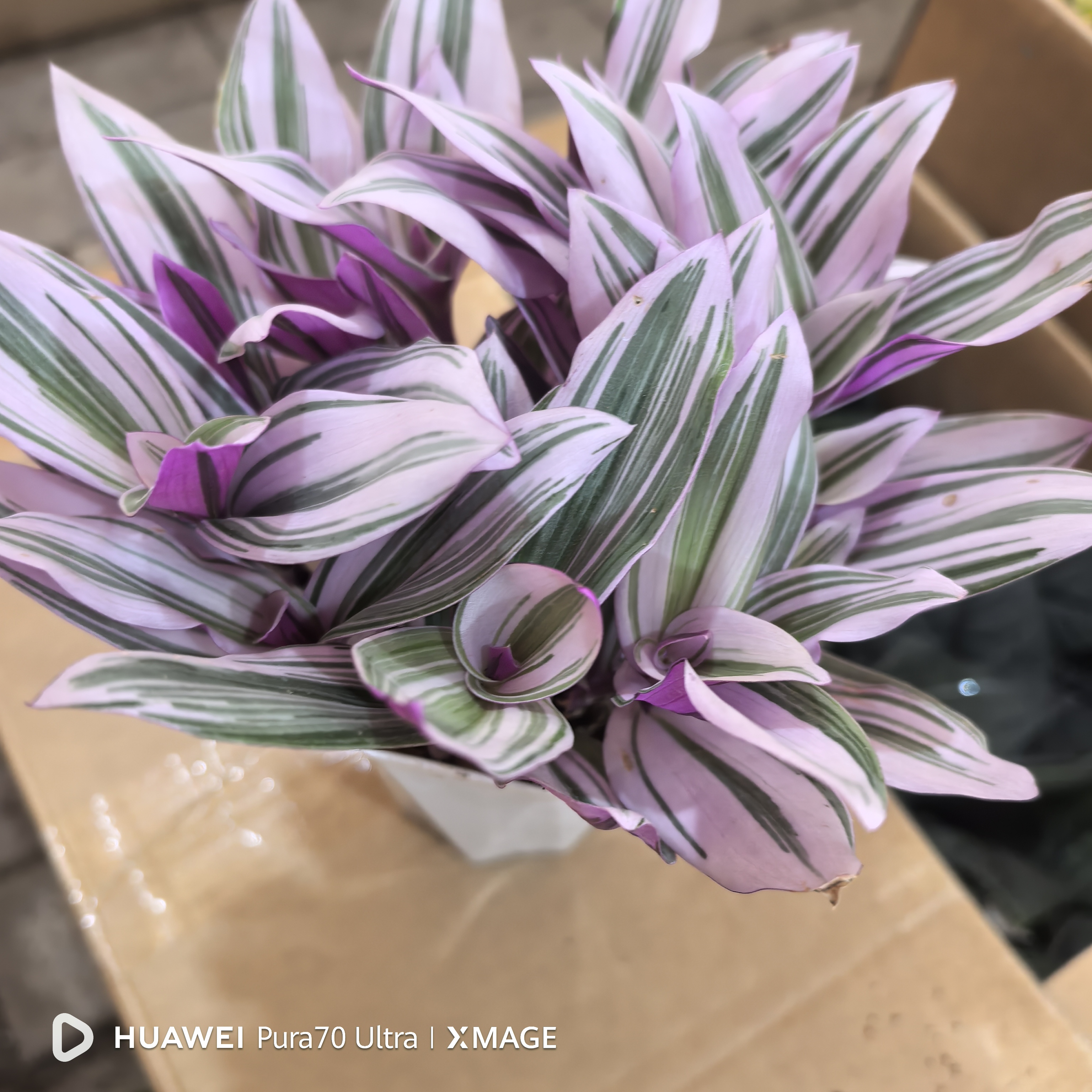 油画新娘室内养护。