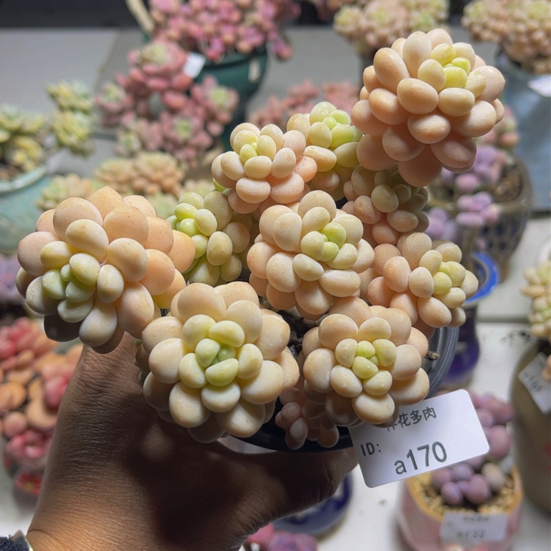 洛可可170/13cm多肉