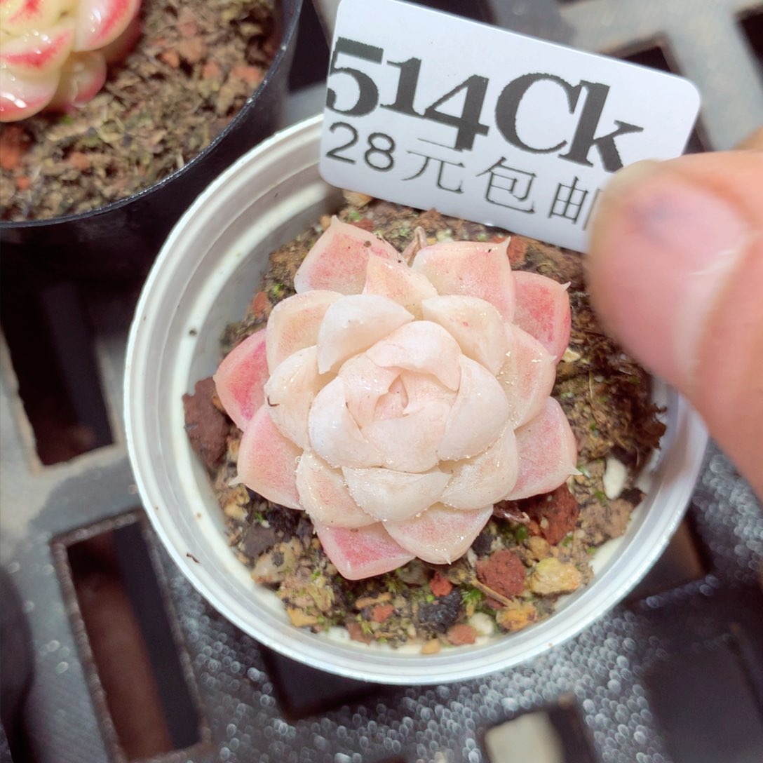 5厘米盆精控多肉514