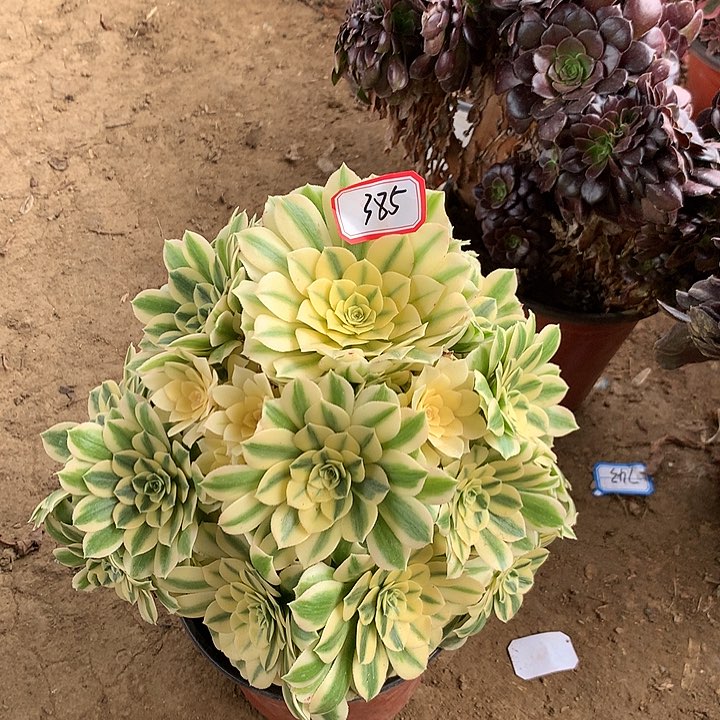 麦巴不包损多肉385