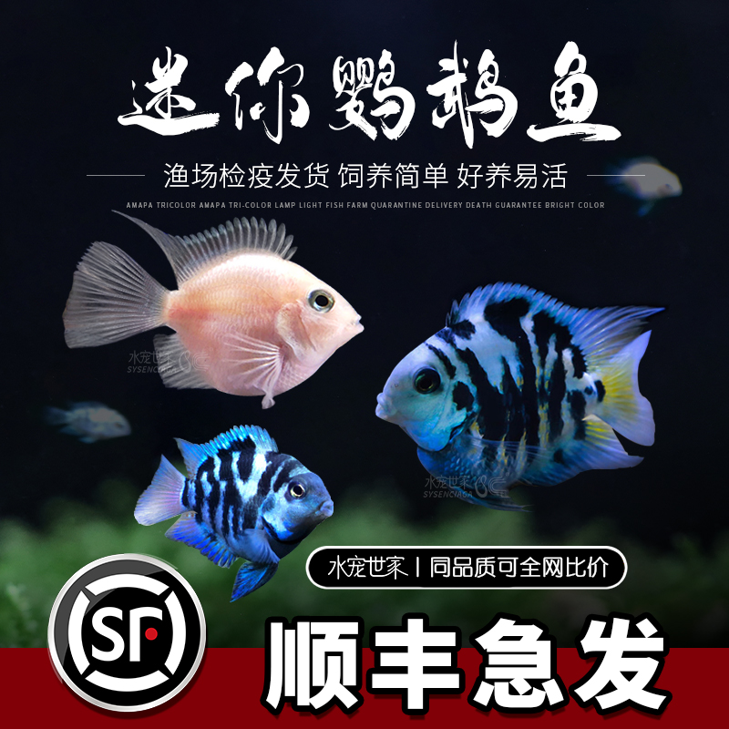 迷你鹦鹉鱼活体短鲷科鱼淡水观赏鱼宝蓝鹦鹉白化鹦鹉金波子蓝波子
