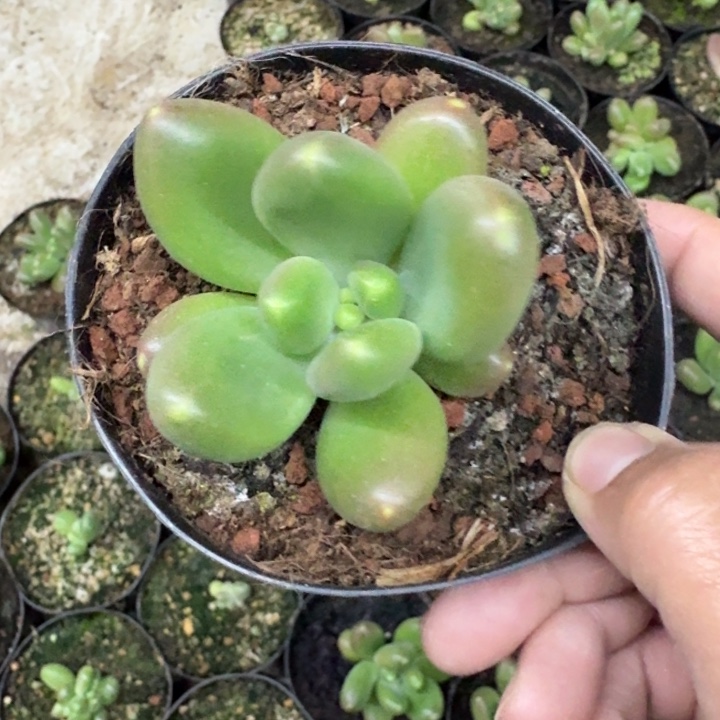 摩尔根 单头 一物一拍