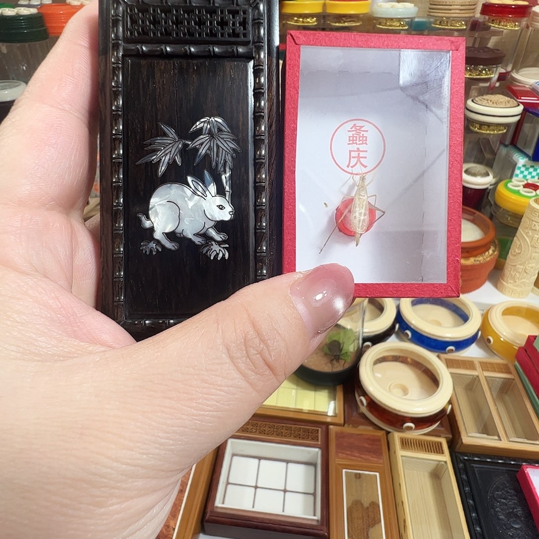 音***子哈哈哈兔盒子➕柬埔寨竹蛉