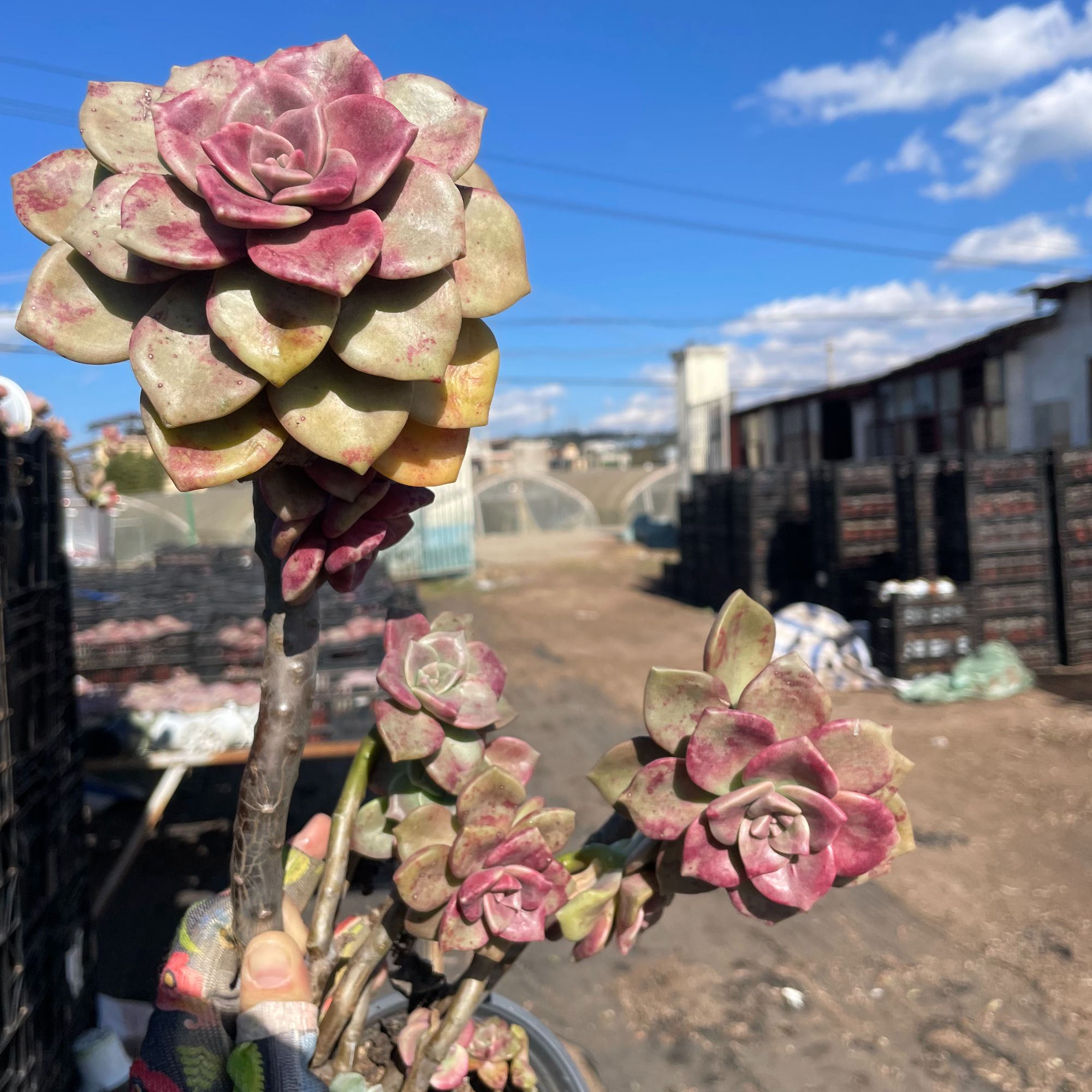 鹅肝 多肉植物 云南基地直发新手养肉放阳台好养活 满18包邮