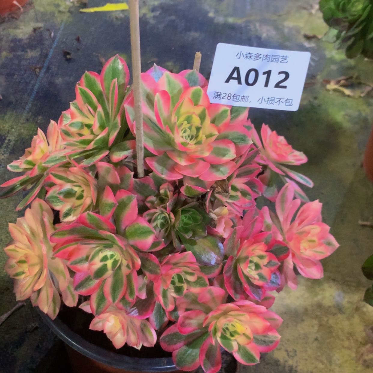 【闪购商品】?****师012女巫多肉