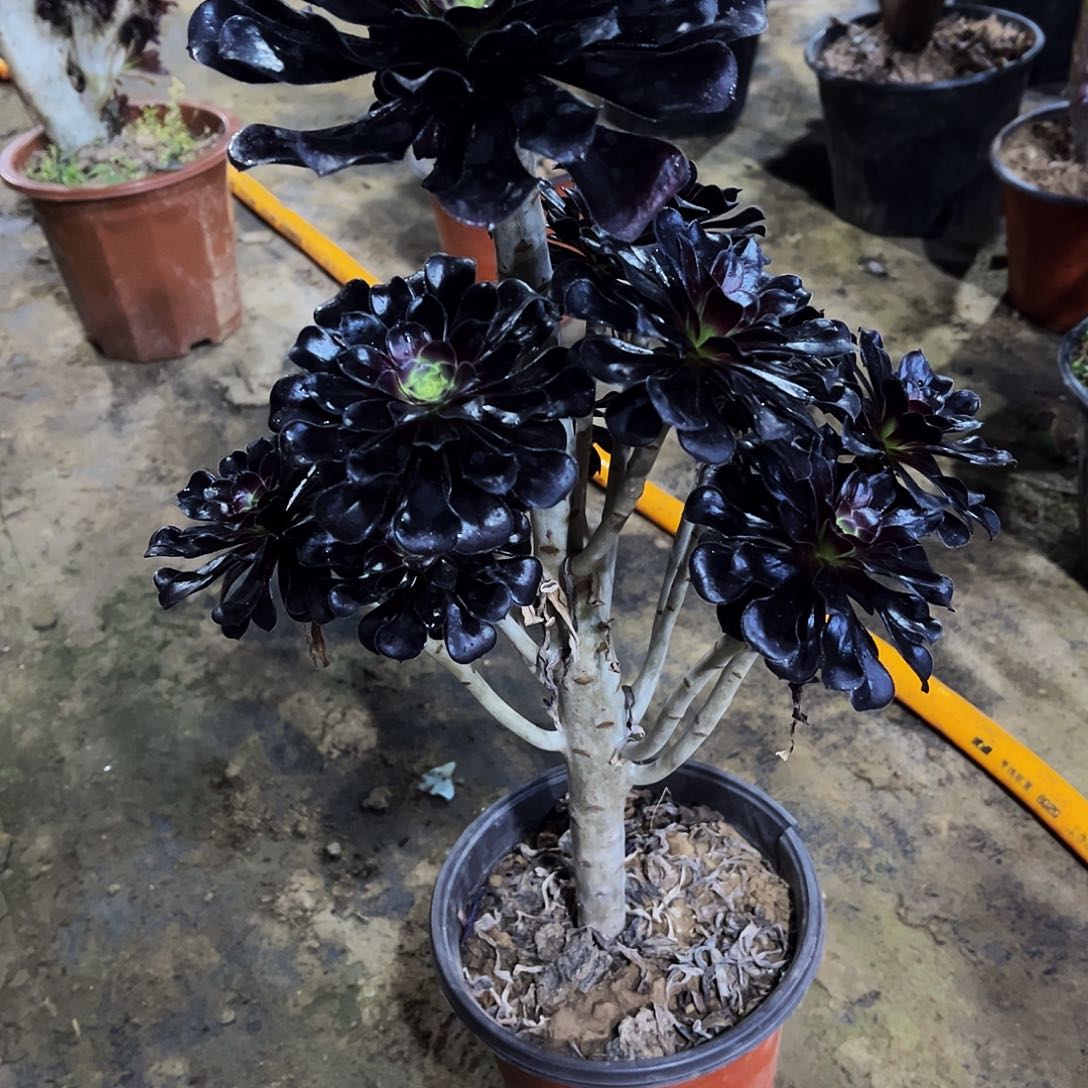 跃***?多肉679墨法师多肉