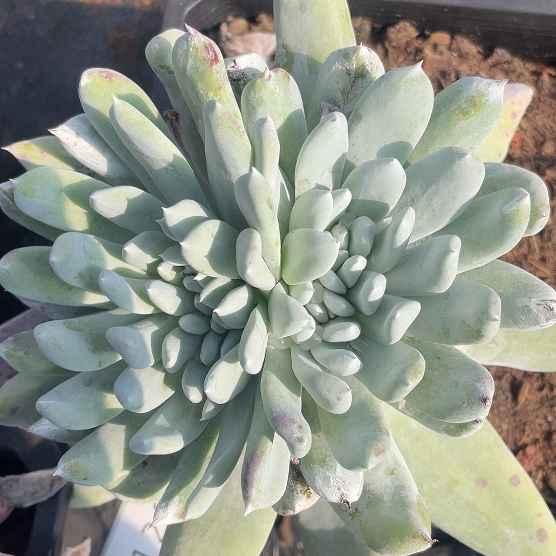 红帕老桩多头11280