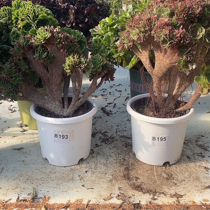 B193-195柠檬缀化36.8-2脱土包邮