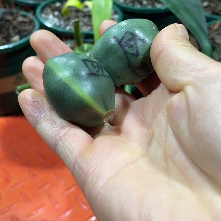 一***有完全开放君子兰四季开花稀释甲醛