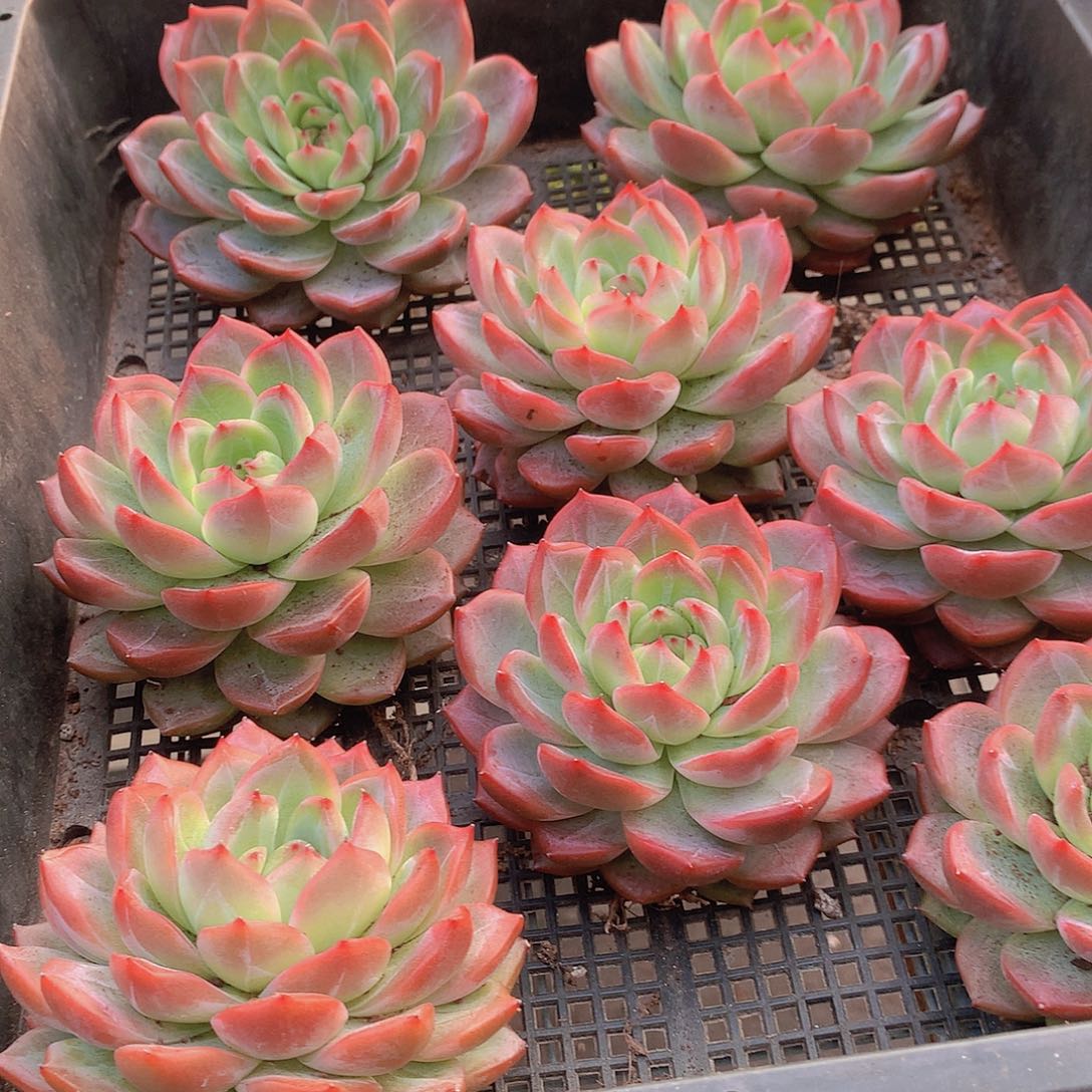 大号红鸾34567899000000