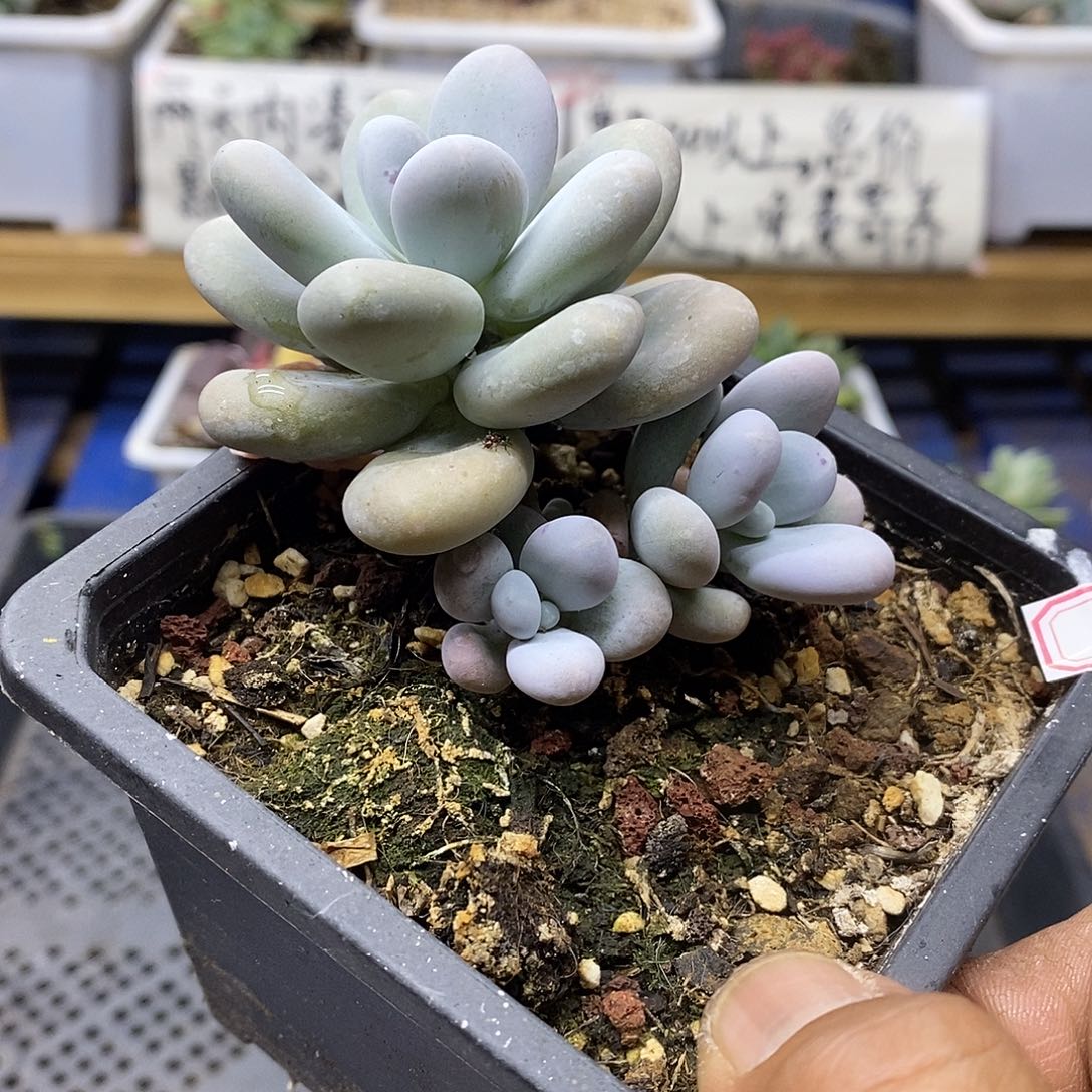 12162 文斯彤奶酪