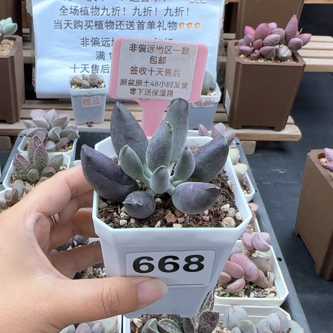 668艺妓海豹多肉植物