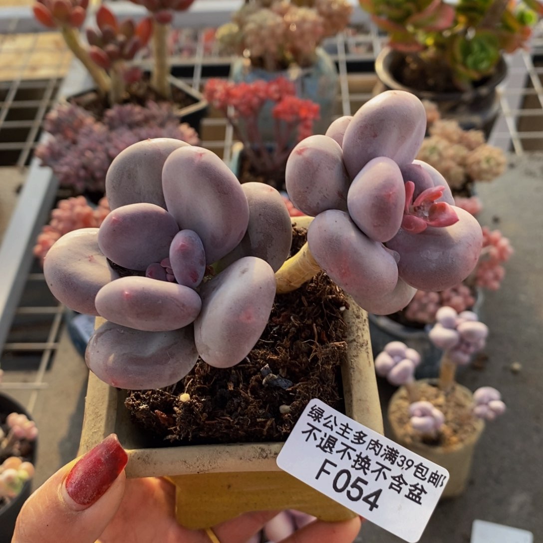 大叶奶酪054/8c m