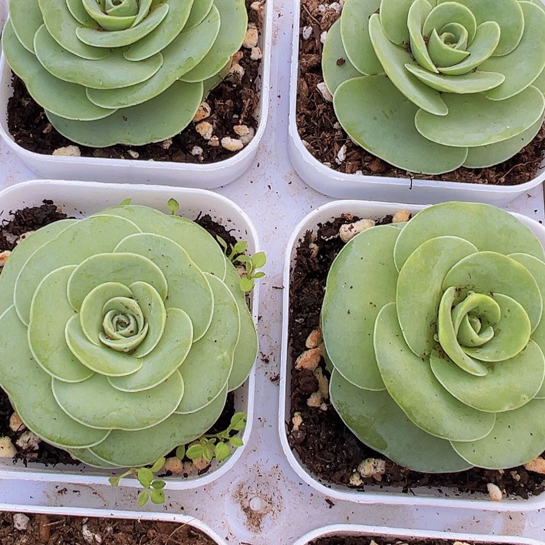 白玉鸡蛋19包邮多肉植物