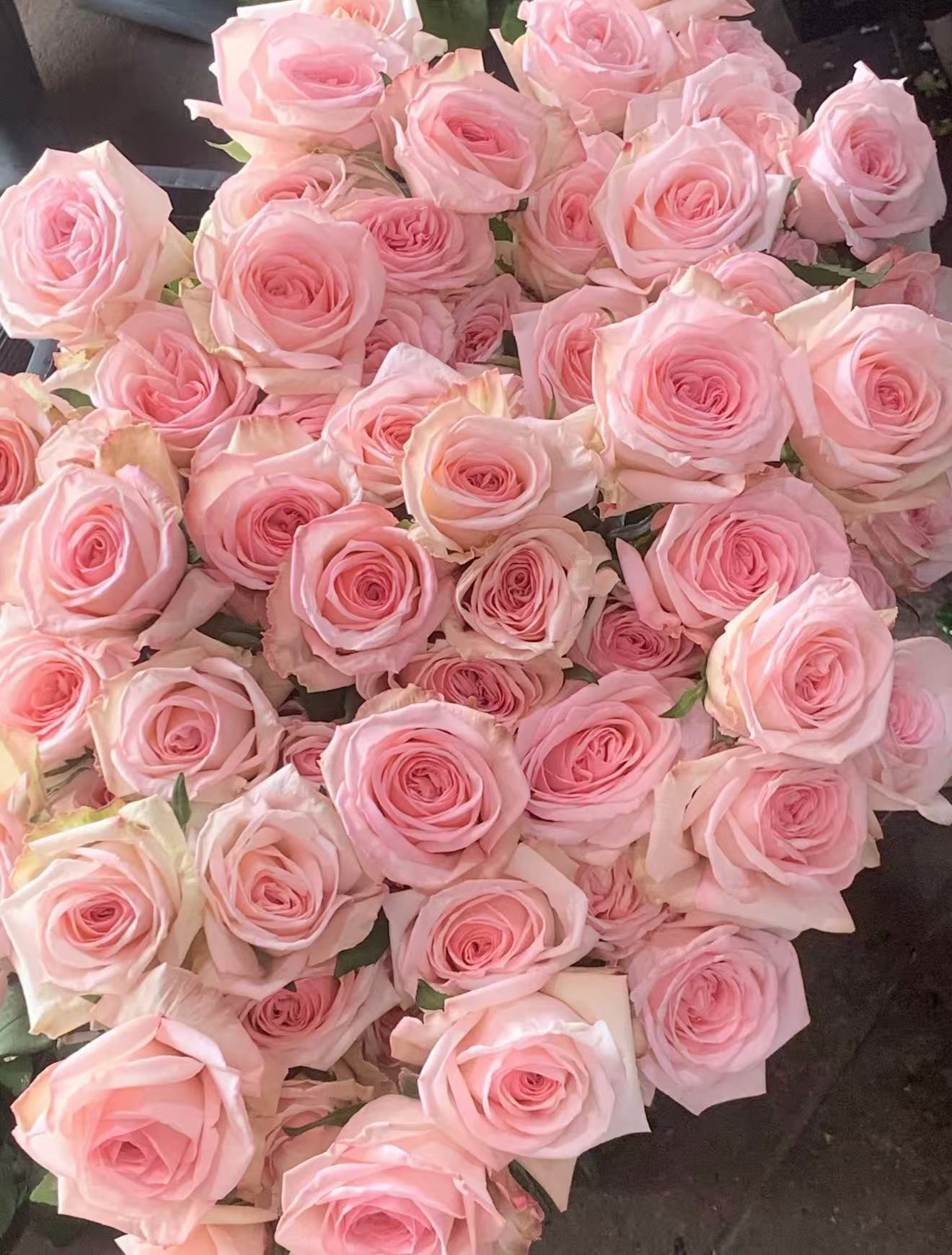 【粉荔枝】2加仑四季开开鲜切花阳台庭院