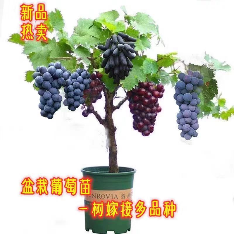 贴芽一树三品葡萄树苗【原土现挖现发修剪叶子发货】盆栽地栽种植