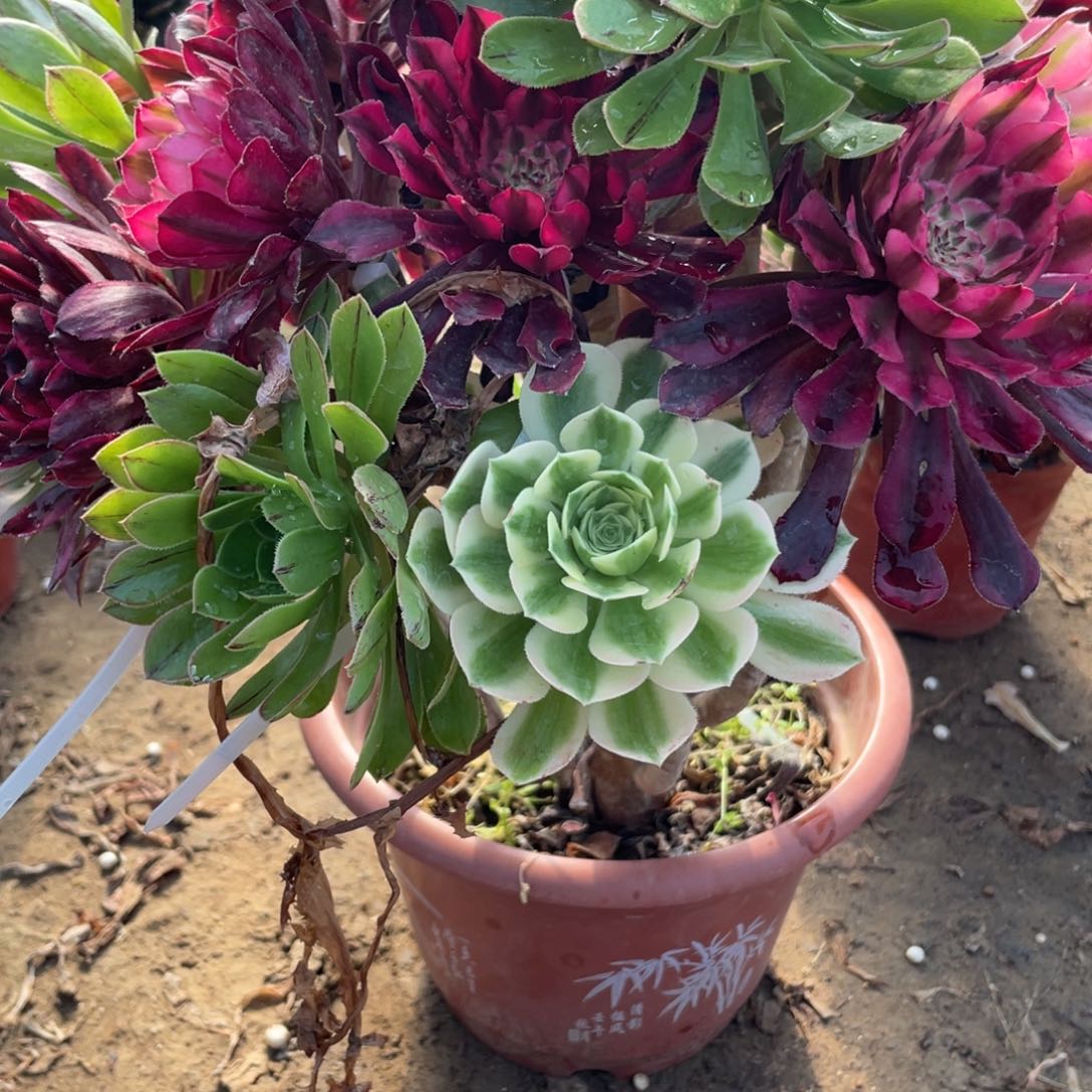 吃****子100000000000048