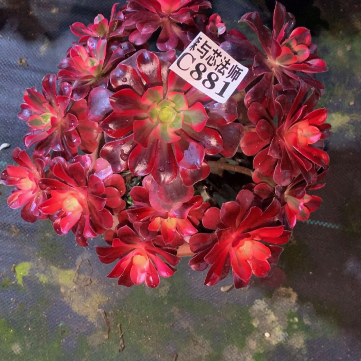 【闪购商品】881美杜莎