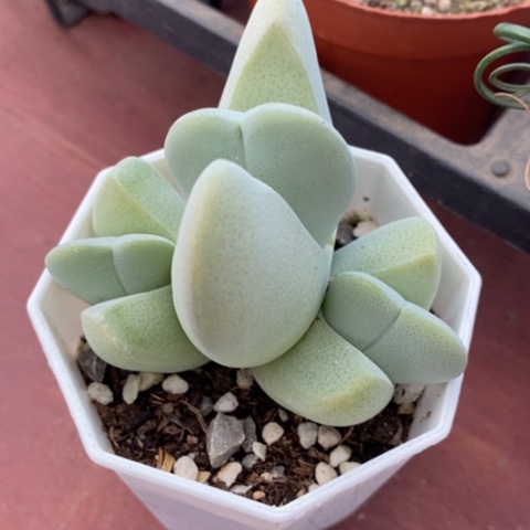 神风玉群7仙人球