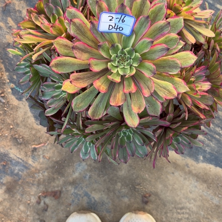 ꧁**꧂粉黛多肉断枝不包40