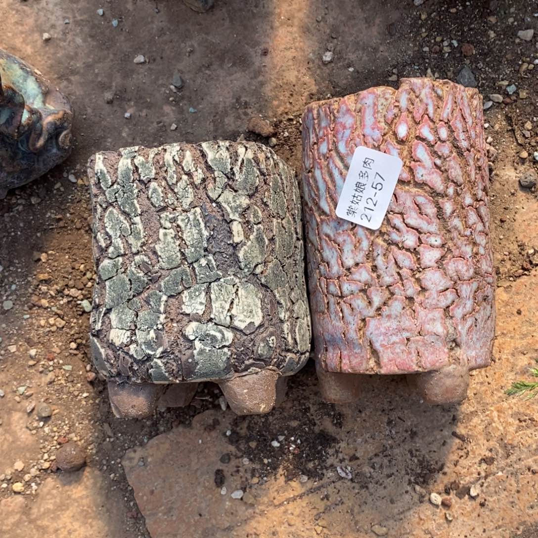 57号多肉盆两个组合