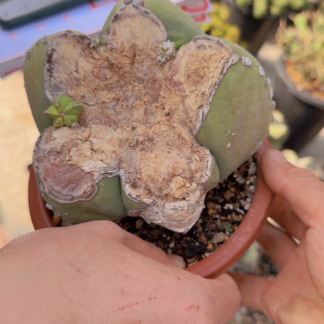 中***唇块根植物块根植物