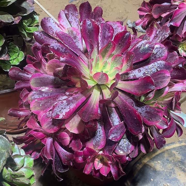 美杜莎一颗脱土包邮16.8