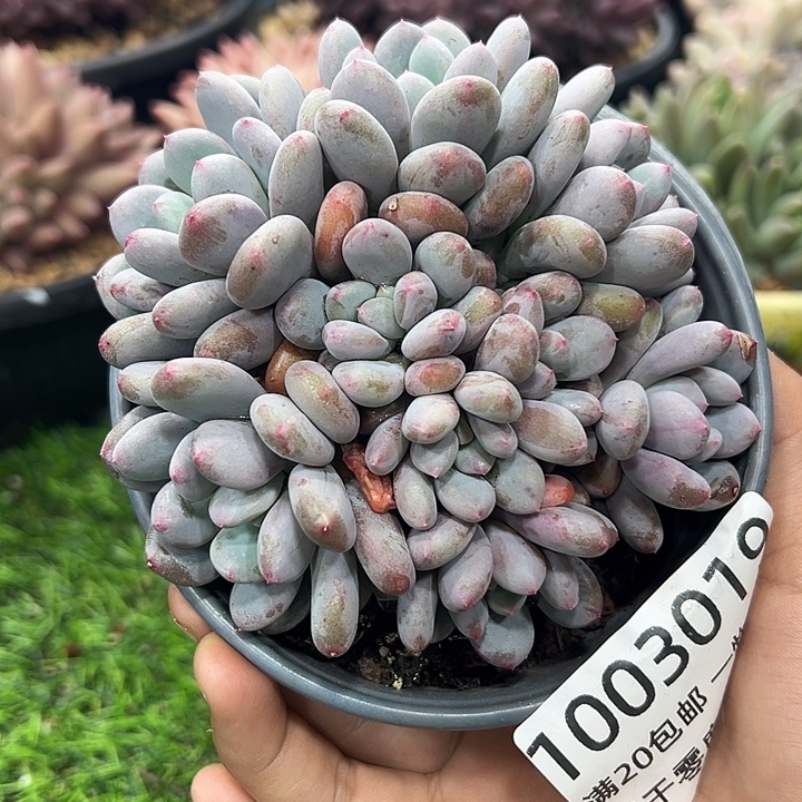 1003019 香香雪美人群生9头