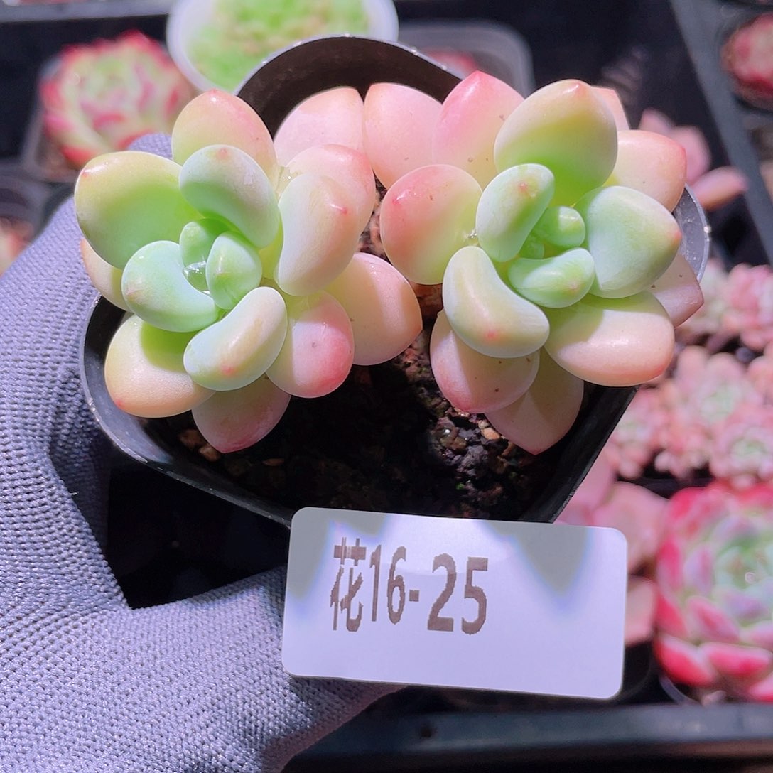 花利美16-25洛神 
