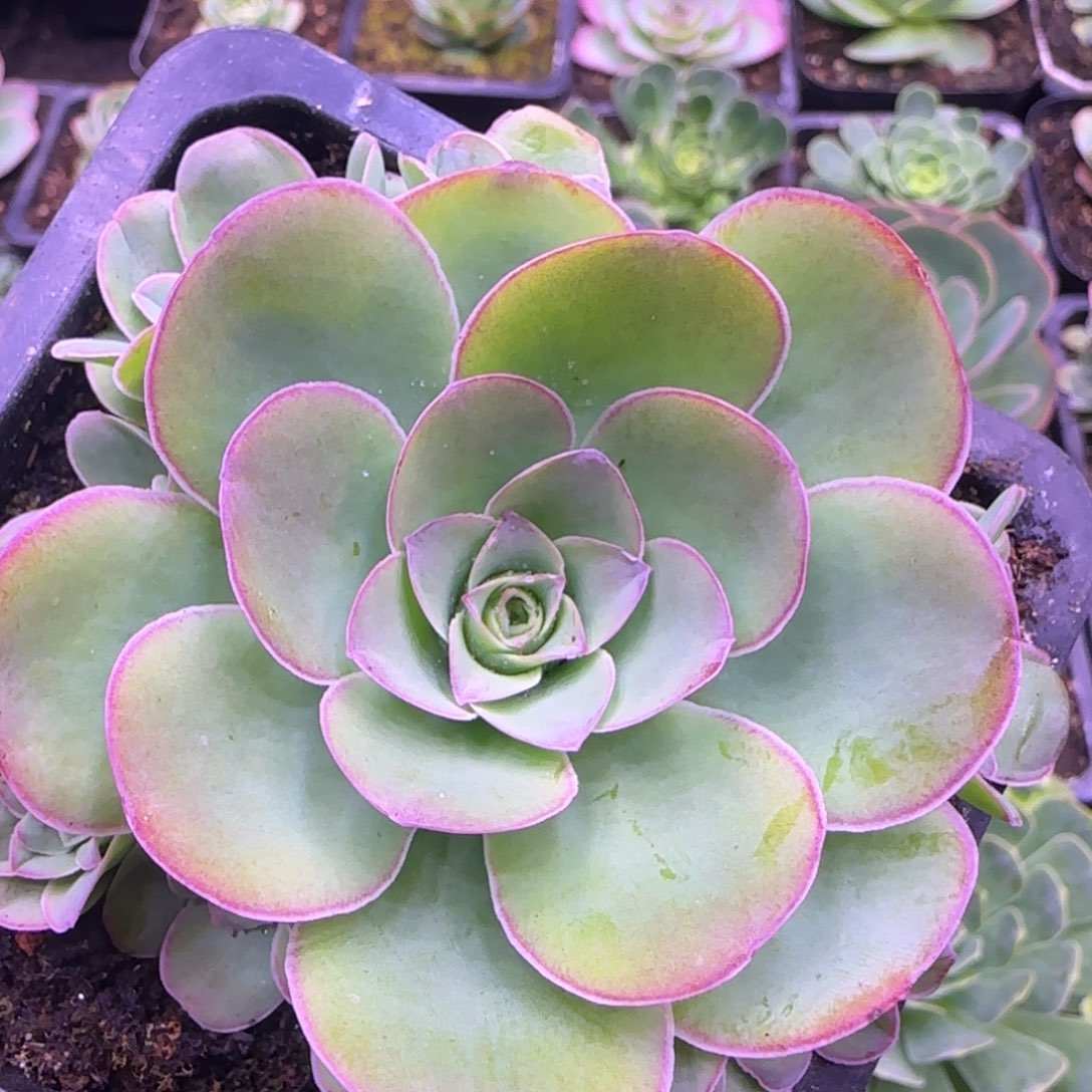 福利玫瑰468568565668556699