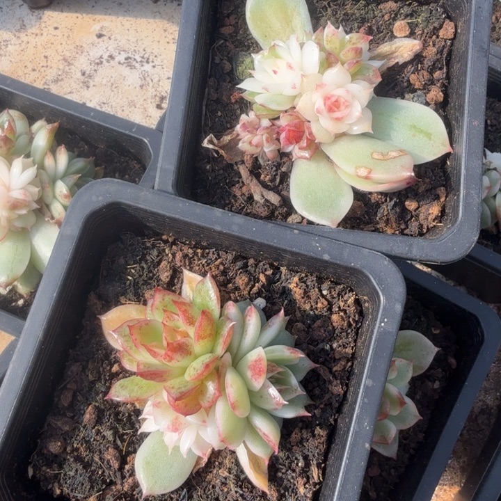 一组两颗黑水晶锦