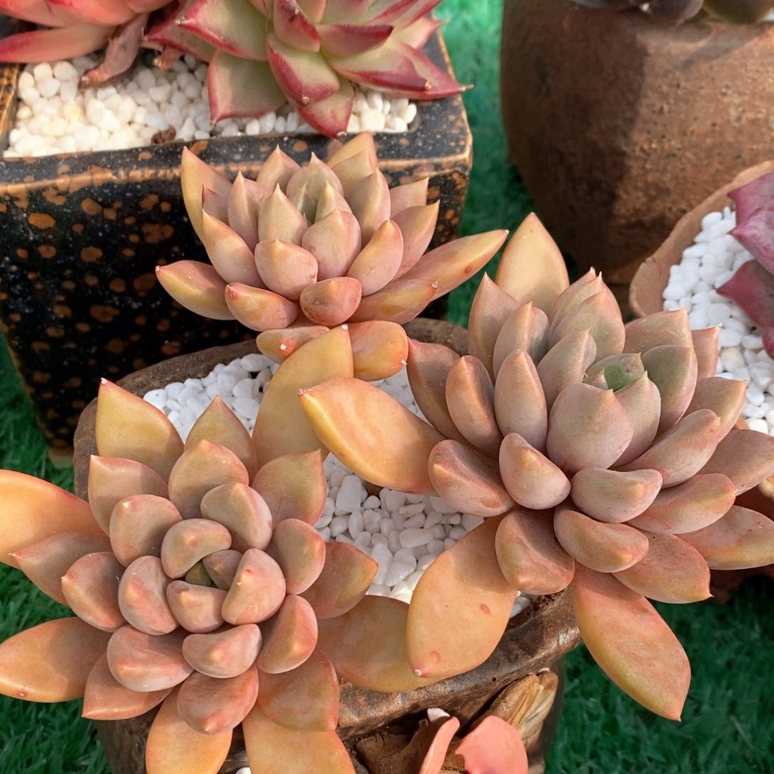 红象牙多肉植物盆栽