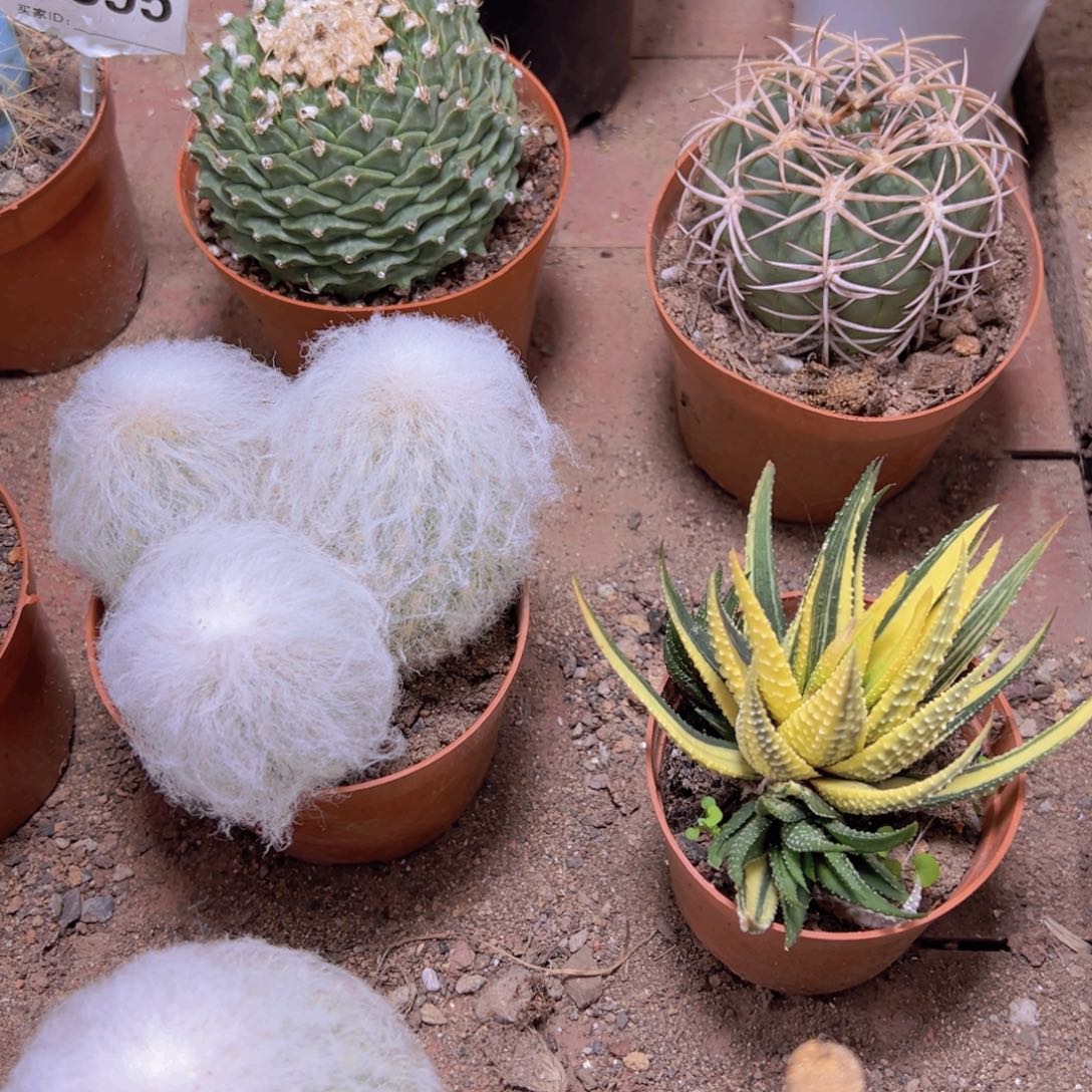 菁***我是一言不合就发疯了吧哈