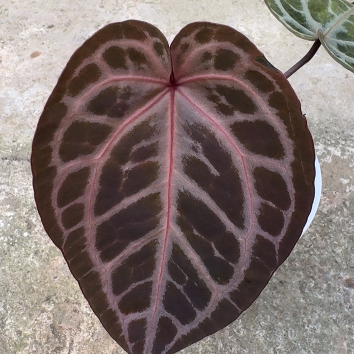 完全开放4号粉紫花烛