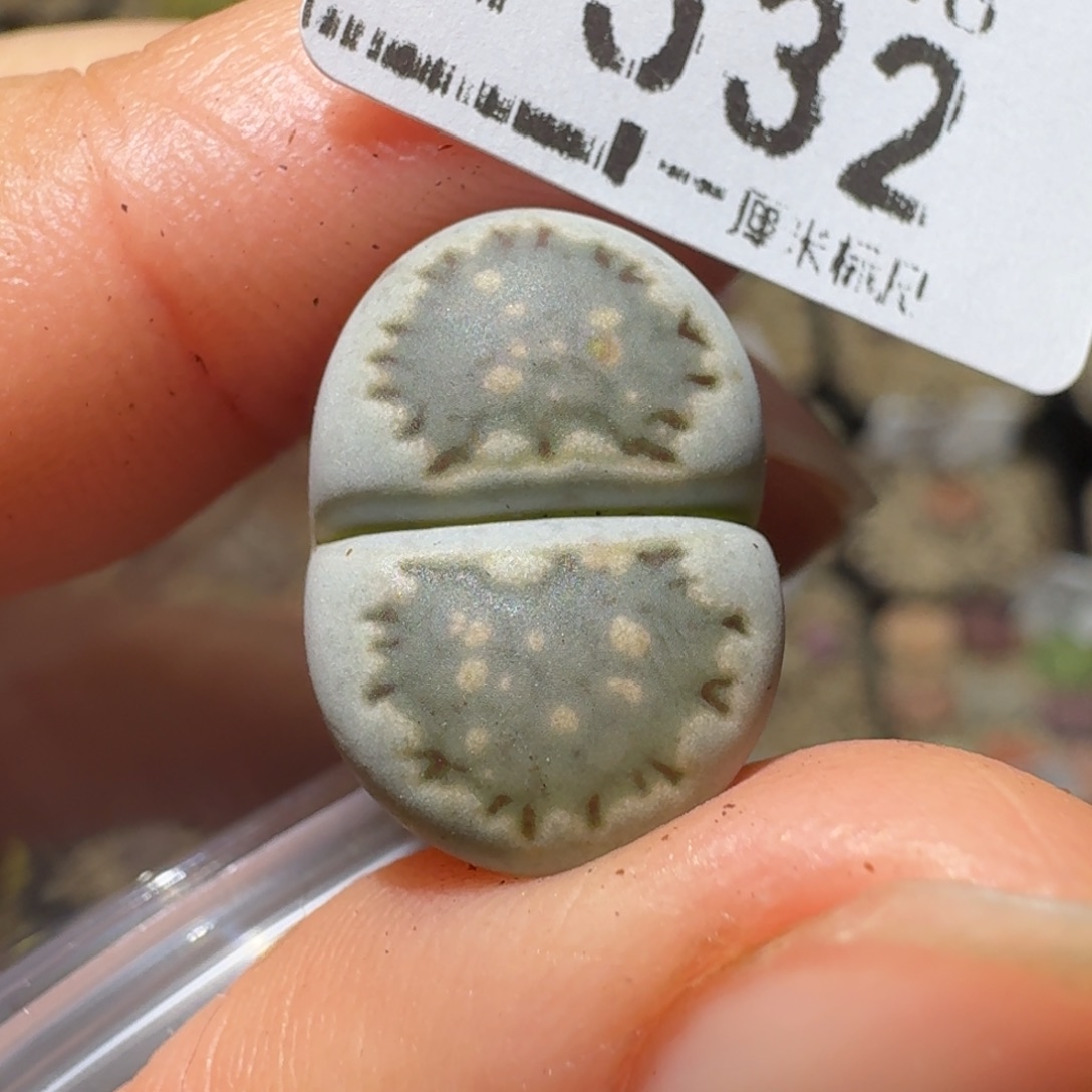 高品质生石花清清1532