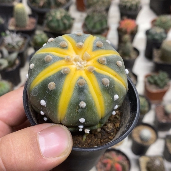 实生西瓜兜微缺水特价