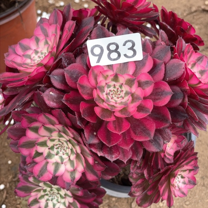 983多肉植物红铜白